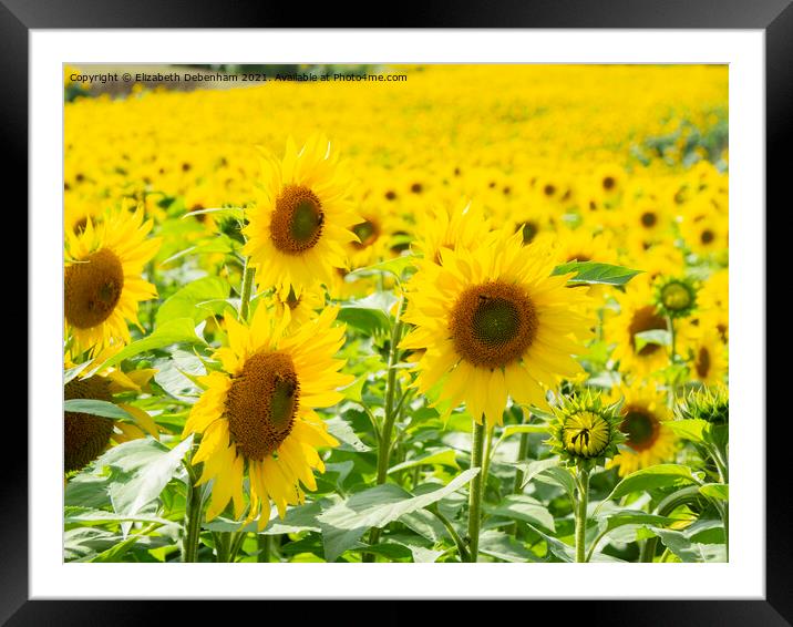 Field of Sunflowers 2 Framed Mounted Print by Elizabeth Debenham