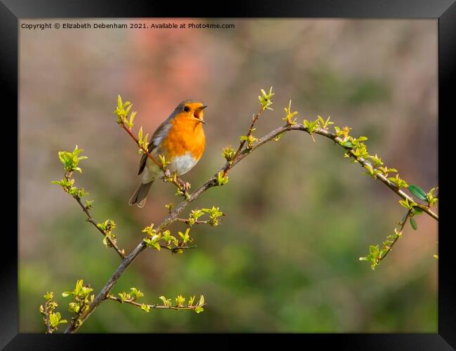 Singing Robin Framed Print by Elizabeth Debenham