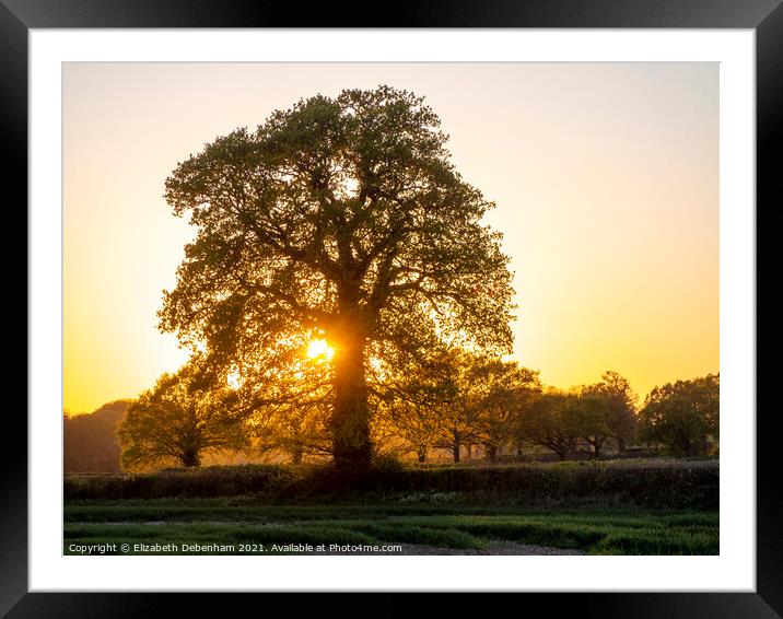 Beautiful Oak Trees at Sunset Framed Mounted Print by Elizabeth Debenham