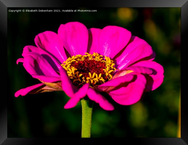 Magenta Zinnia Framed Print by Elizabeth Debenham