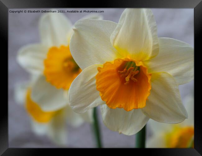 Daffodils; Siempre Avanti Framed Print by Elizabeth Debenham