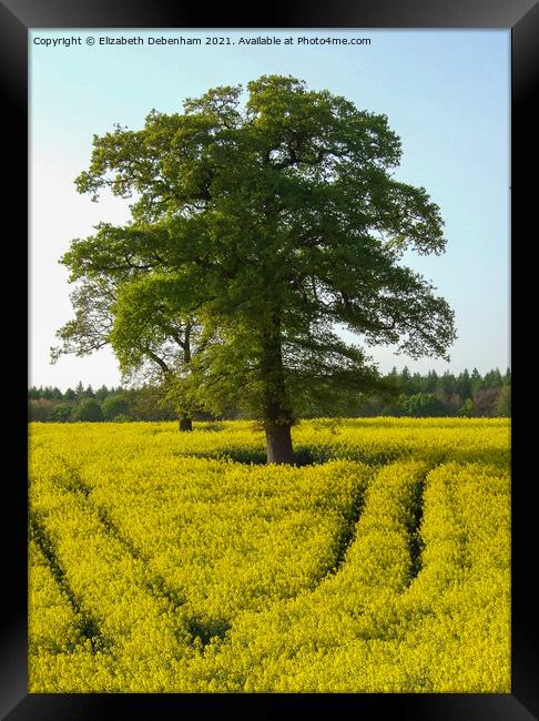 Oak trees in a Yellow Rapeseed Field Framed Print by Elizabeth Debenham