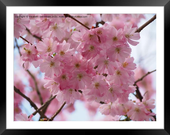 Pink Prunus Blossom Framed Mounted Print by Elizabeth Debenham