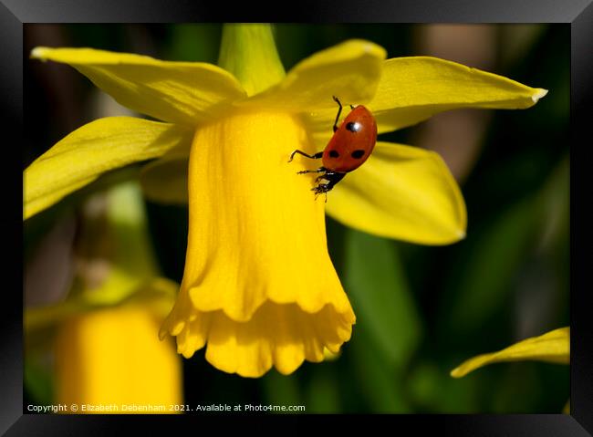 7 Spot Ladybird on Daffodil Framed Print by Elizabeth Debenham