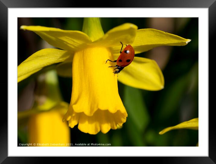 7 Spot Ladybird on Daffodil Framed Mounted Print by Elizabeth Debenham