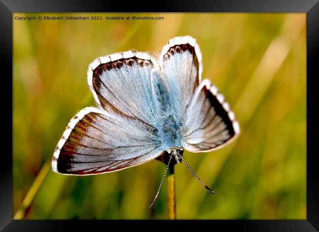Chalkhill Blue Butterfly. Framed Print by Elizabeth Debenham