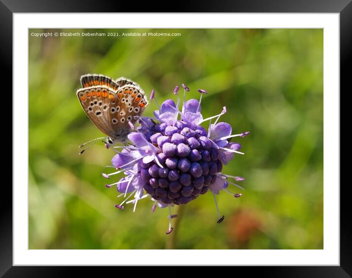Brown Argus Butterfly on Scabious Framed Mounted Print by Elizabeth Debenham