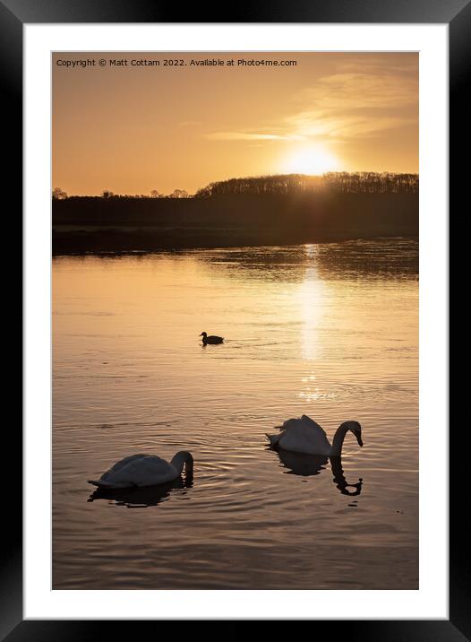 Swan Sunrise Framed Mounted Print by Matt Cottam