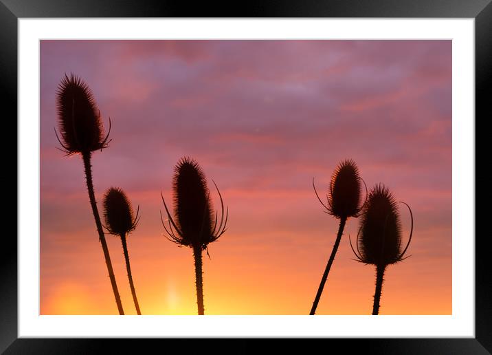 Thistle sunrise silhouette Framed Mounted Print by Matt Cottam