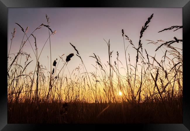Grassland Sunset Framed Print by Matt Cottam