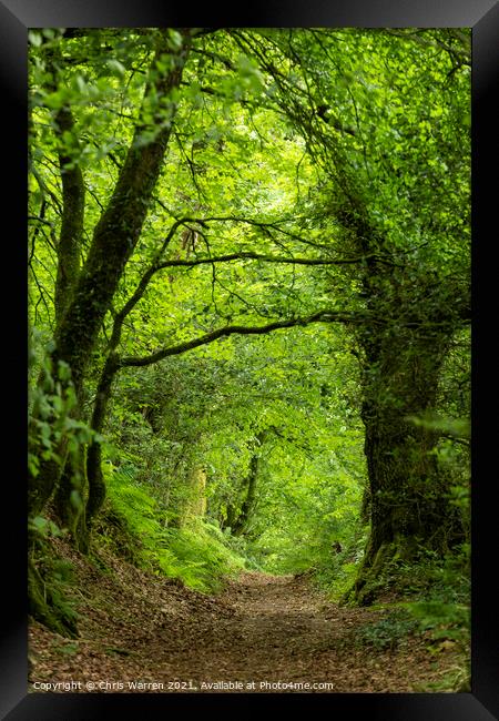 Footpath leading through the woods Framed Print by Chris Warren