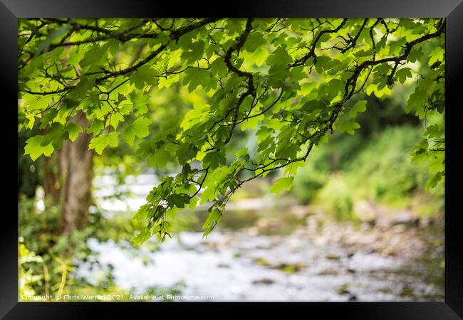 The River Tavy Tavistock Devon Framed Print by Chris Warren