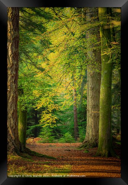 Woodland walk in the New Forest Hampshire England Framed Print by Chris Warren