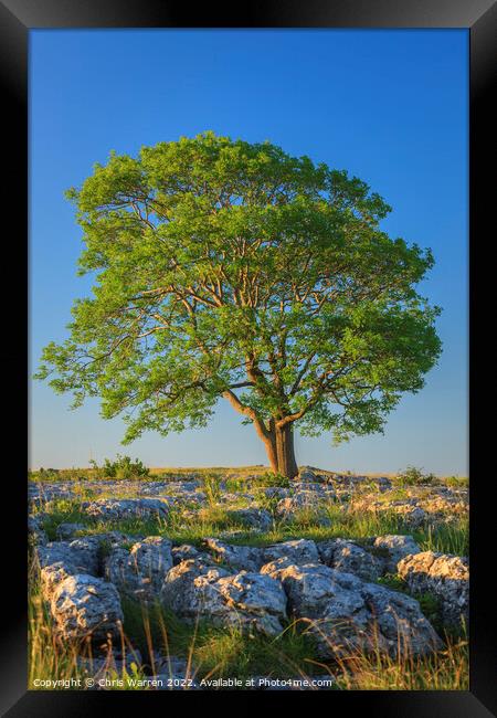 Lone tree on Gordale Scar Yorkshire Framed Print by Chris Warren