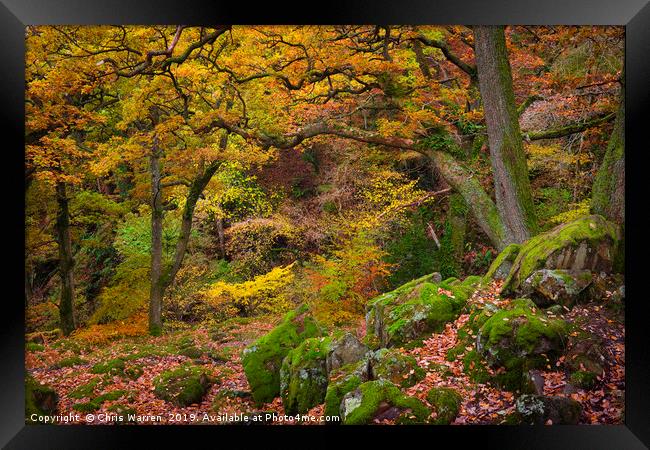Woodland at Aira Force Ullswater autumn colour Framed Print by Chris Warren