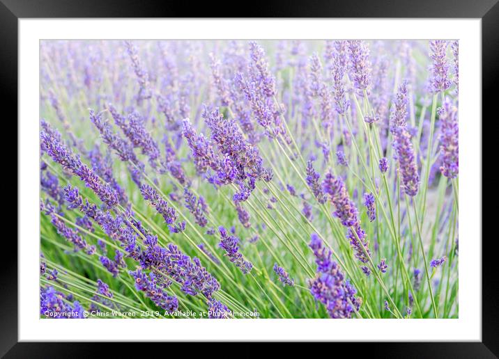 Lavender Framed Mounted Print by Chris Warren