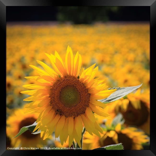 A field of sunflowers Framed Print by Chris Warren