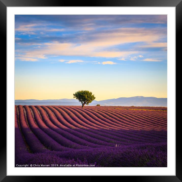 Lavender fields in the early morning France Framed Mounted Print by Chris Warren