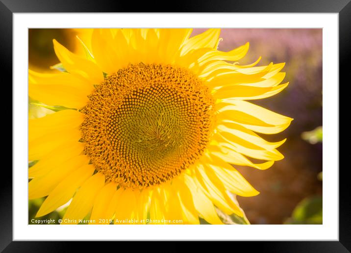 Sunlight catching A sunflower France Framed Mounted Print by Chris Warren