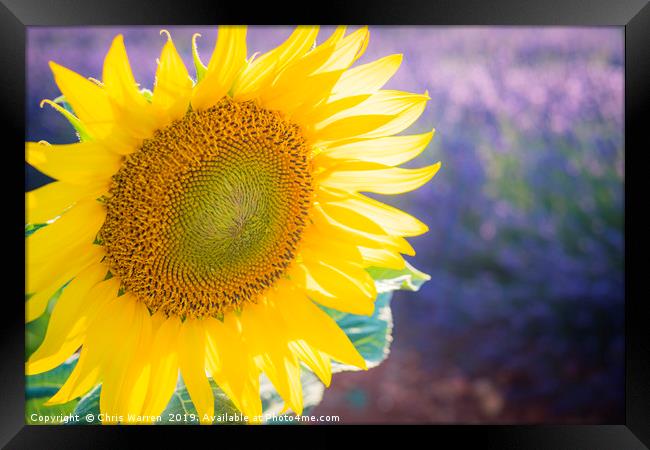 Sunlight catching A sunflower France Framed Print by Chris Warren