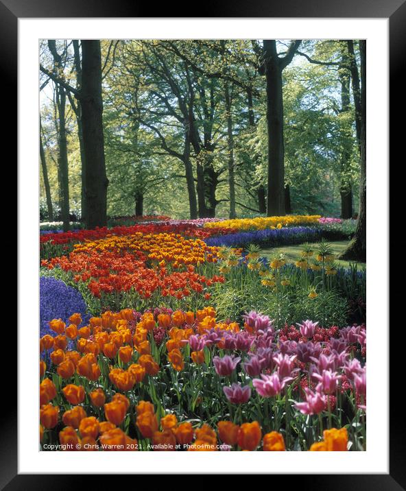 Springtime tulips at Keukenhof Holland Framed Mounted Print by Chris Warren