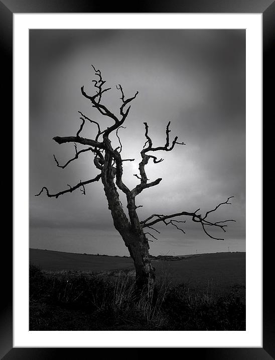 The Crooked Tree Framed Mounted Print by Peter Mclardy