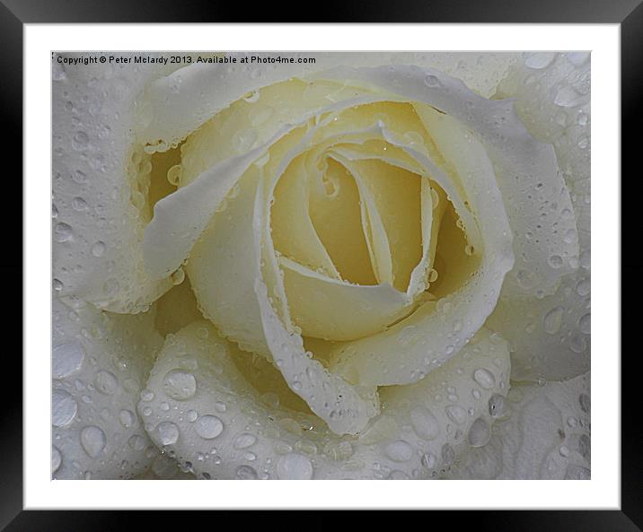 Rose in the rain Framed Mounted Print by Peter Mclardy