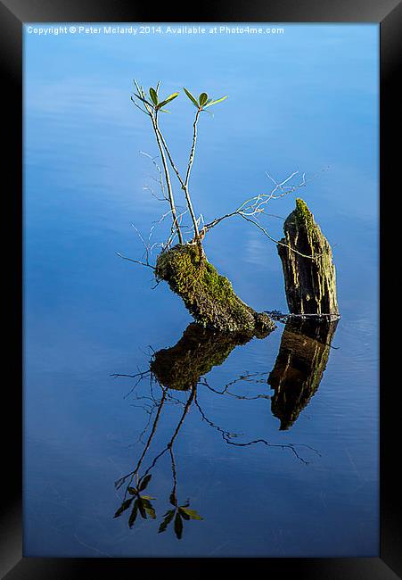 Reflections Framed Print by Peter Mclardy