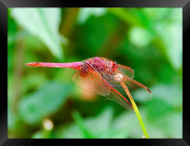 pink dragonfly Framed Print by Sapir Porat