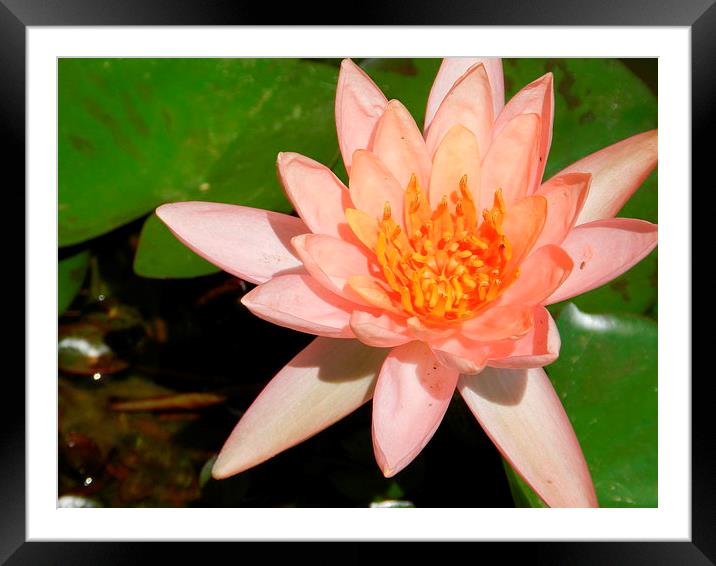Water Lily Framed Mounted Print by Sapir Porat