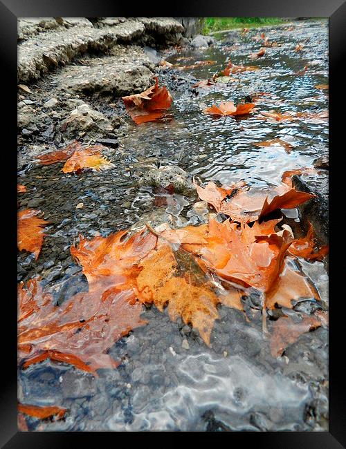 Autumn Leafs Framed Print by Sapir Porat