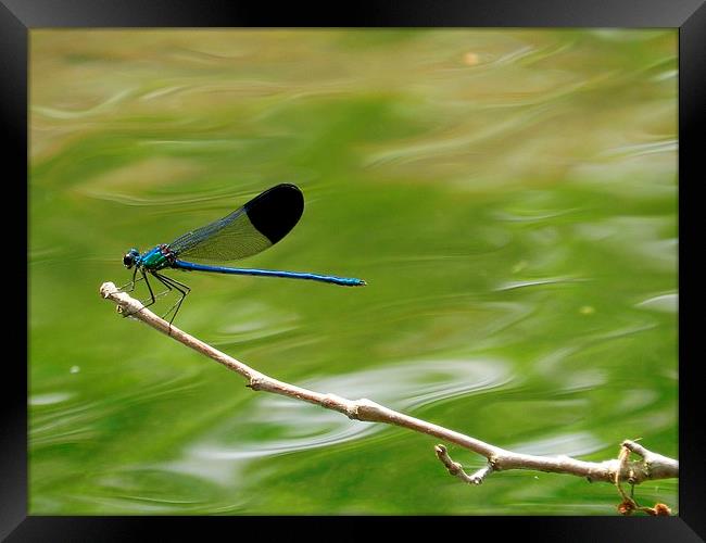 Blue dragonfly Framed Print by Sapir Porat