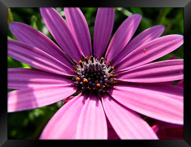 Purple flower Framed Print by Sapir Porat