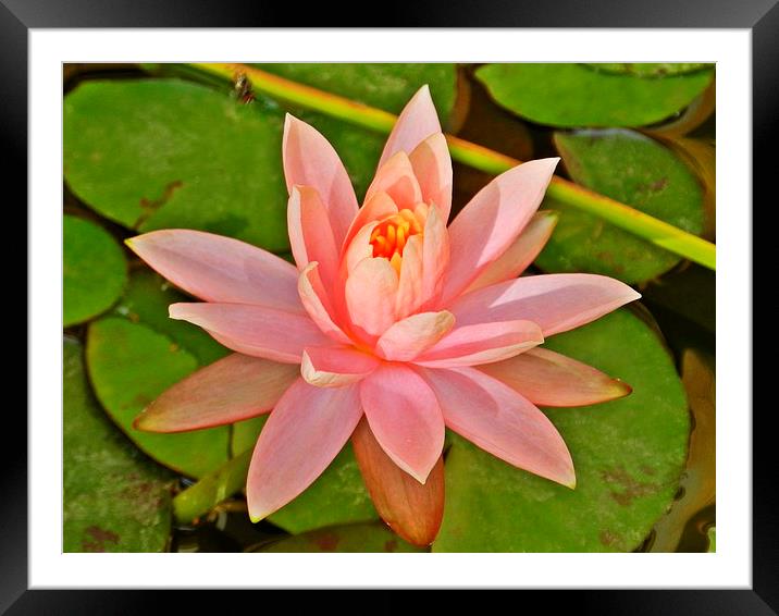 Water Lily Framed Mounted Print by Sapir Porat