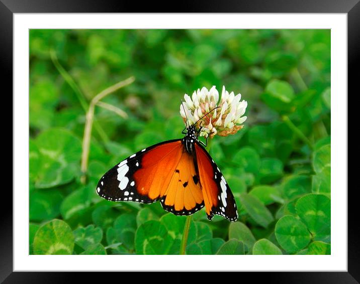 butterfly Framed Mounted Print by Sapir Porat