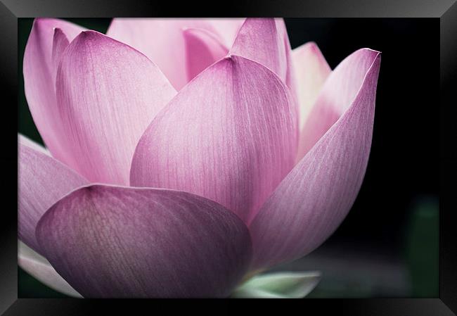 Pink Lotus Framed Print by Sofia Alves