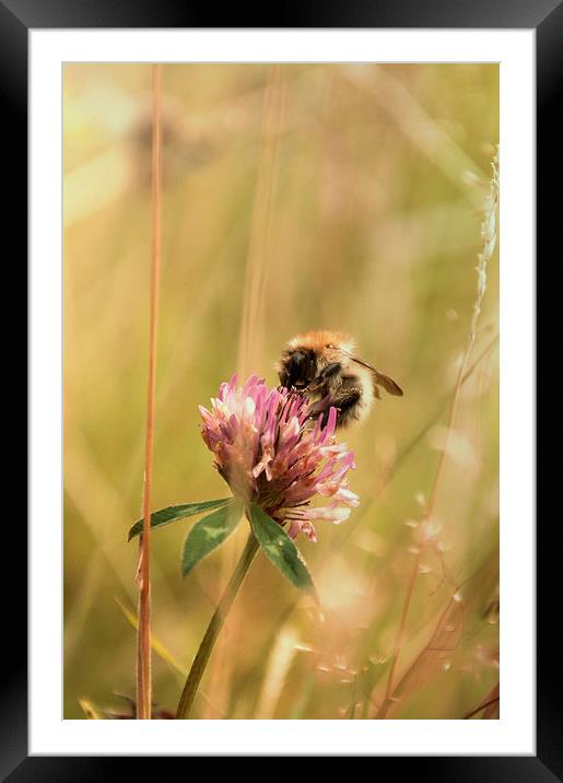 Softly last Summer Framed Mounted Print by Sofia Alves