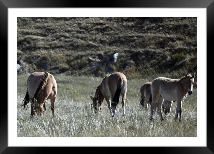 A herd of Przewalskis horse grazing on a dry grass field Framed Mounted Print by Andrew chittock