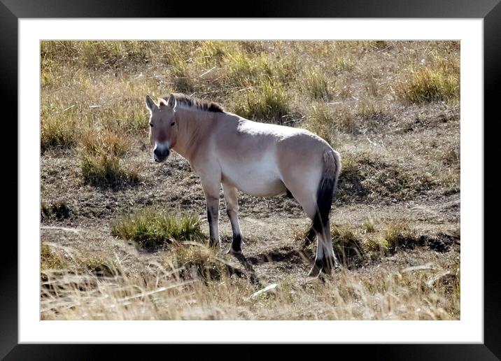 APrzewalskis  horse standing on top of a dry grass field Framed Mounted Print by Andrew chittock