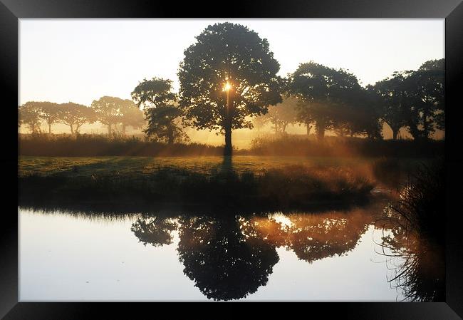 Oak tree in the mist Framed Print by Andrew chittock