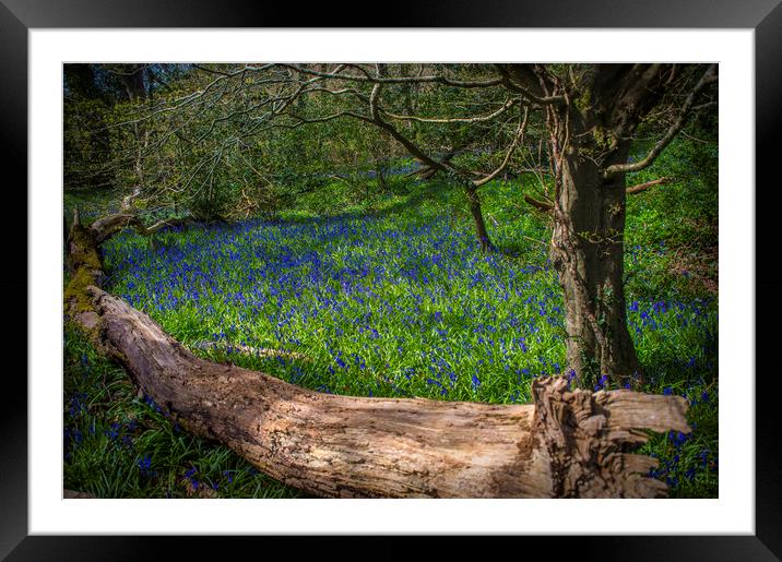 blue ball wood Framed Mounted Print by Andrew chittock