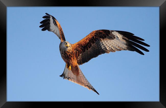red Kites. Framed Print by Andrew chittock