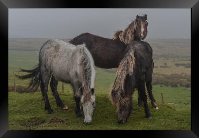 Wild ponies on the preseli mountains Pembrokeshire Framed Print by Andrew chittock