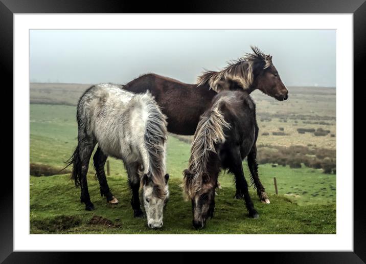 Wild ponies on the preseli mountains Pembrokeshire Framed Mounted Print by Andrew chittock