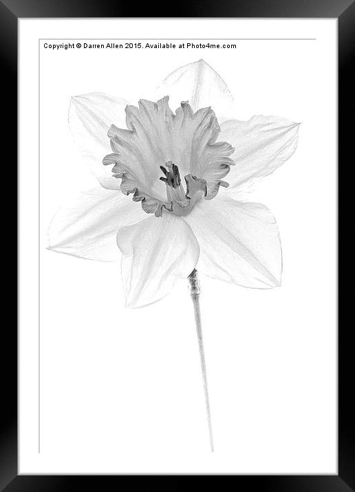  Daffodil Framed Mounted Print by Darren Allen