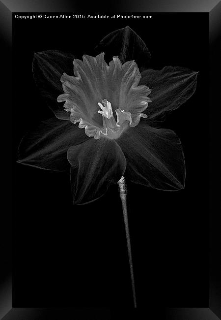   Daffodil Framed Print by Darren Allen