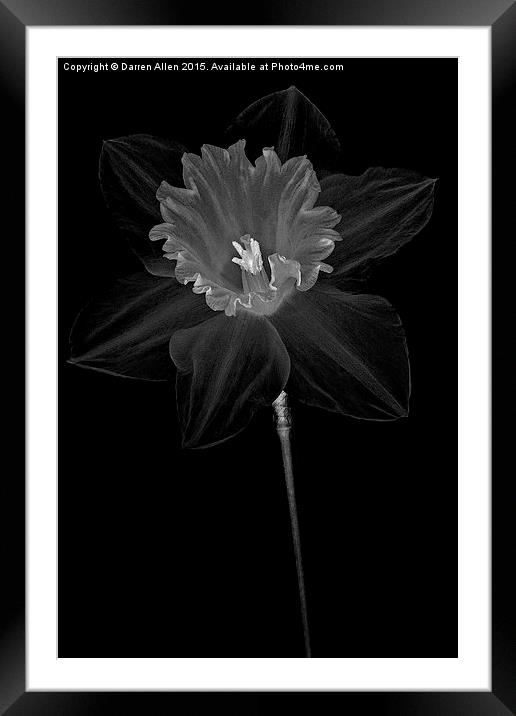   Daffodil Framed Mounted Print by Darren Allen