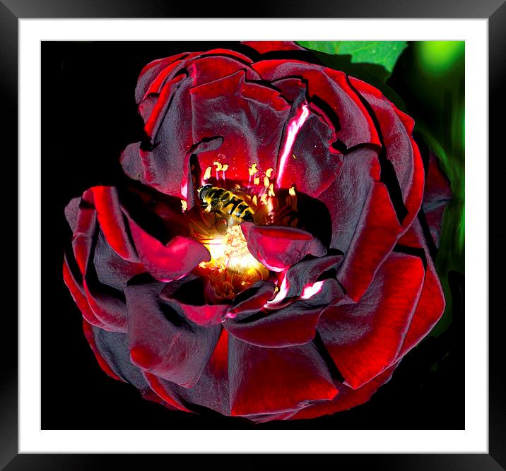 Wasp on rose Framed Mounted Print by Maria Carter