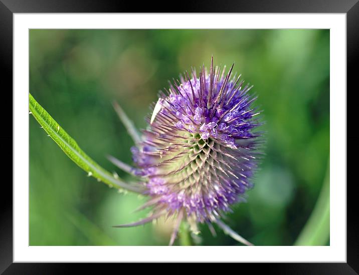 Purple Thistle Framed Mounted Print by Maria Carter
