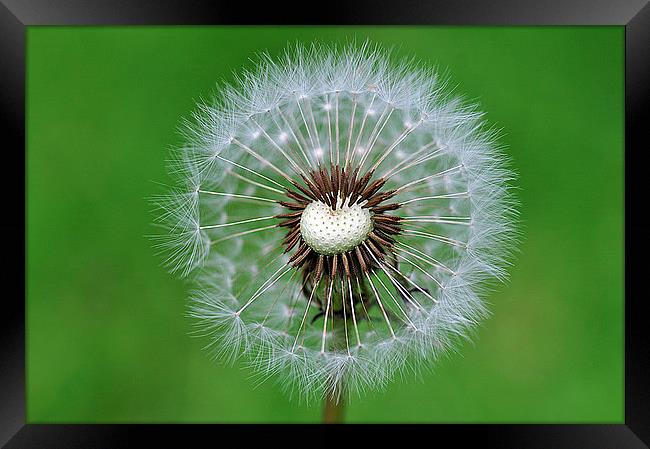 Perfect dandelion Framed Print by Maria Carter